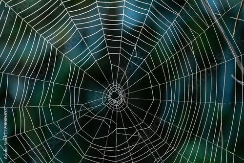 Spider web in front of a dark background