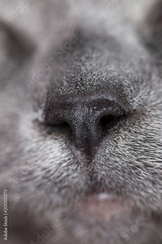 Cat nose imprint