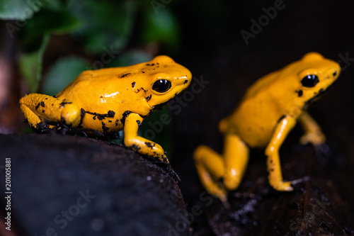 Golden poison frog in their natural habitat