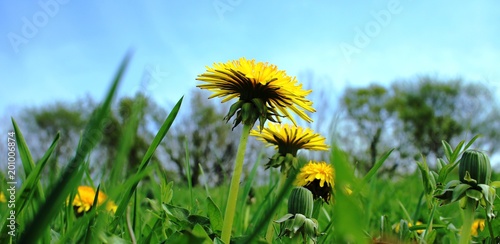 Fototapeta Naklejka Na Ścianę i Meble -  Löwenzahnblüten im Frühling
