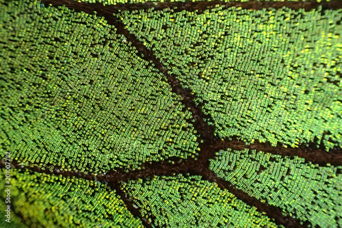 Canvas Print green butterfly wing texture