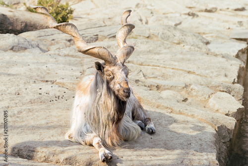 marchur with long screw horns lies on a rocks. photo