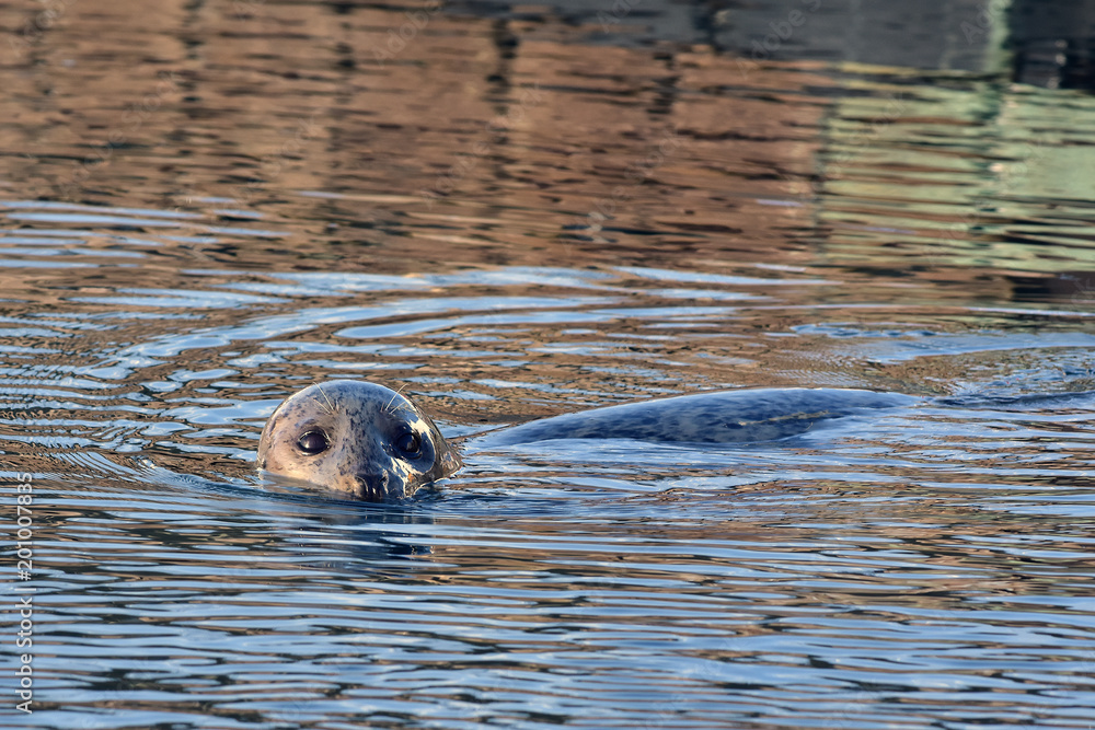 Fototapeta premium Harbor seal Seward, Alaska