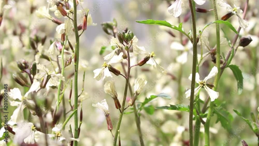 Bees and Arugula Eruca vesicaria in bloom Bees and Arugula Eruca vesicaria in bloom