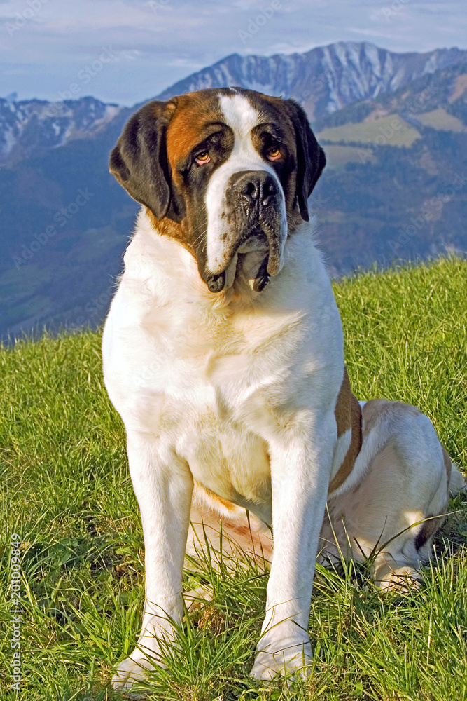 Saint Bernard Dog sitting in meadow with mountains in background.