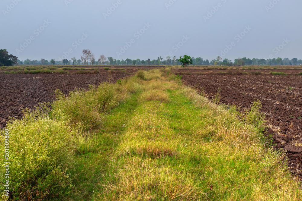 Green grass path into empty cultivated land