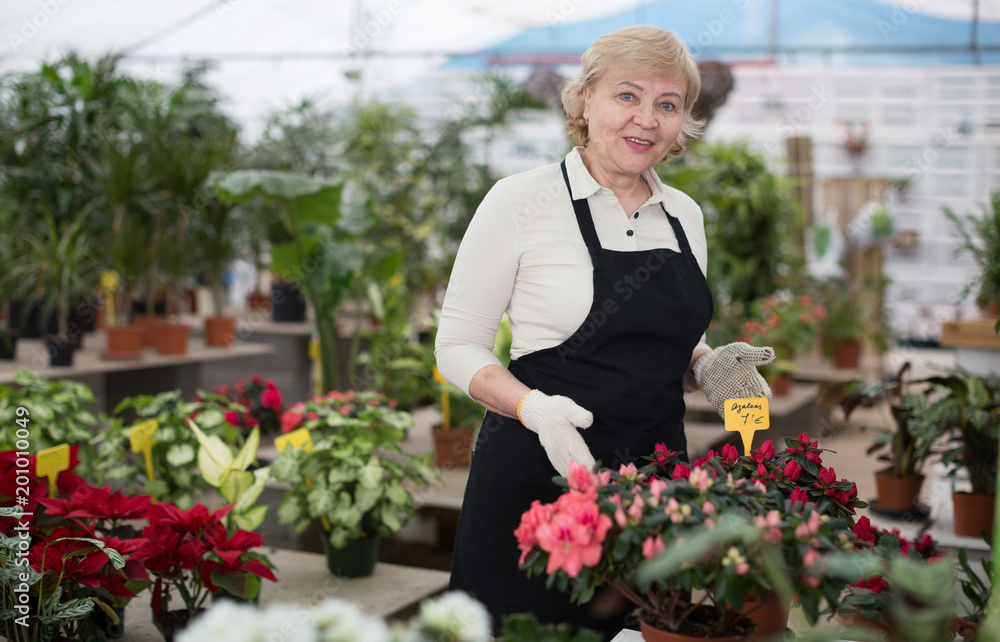 Adult woman is taking care of blooming flowers on her work place