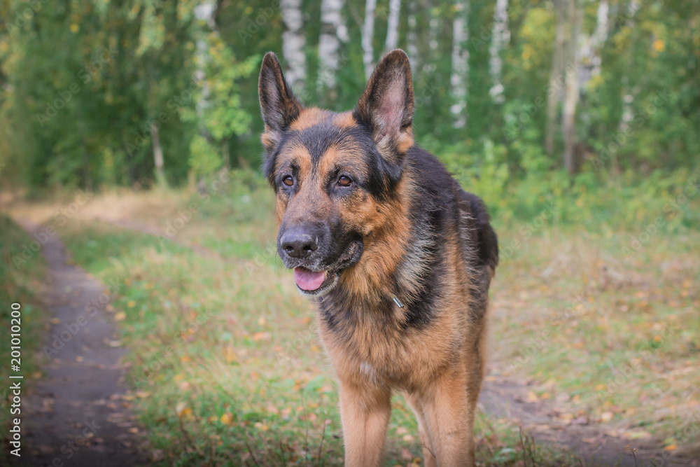 German shepherd dog in sunny autumn German shepherd dog in sunny autumn