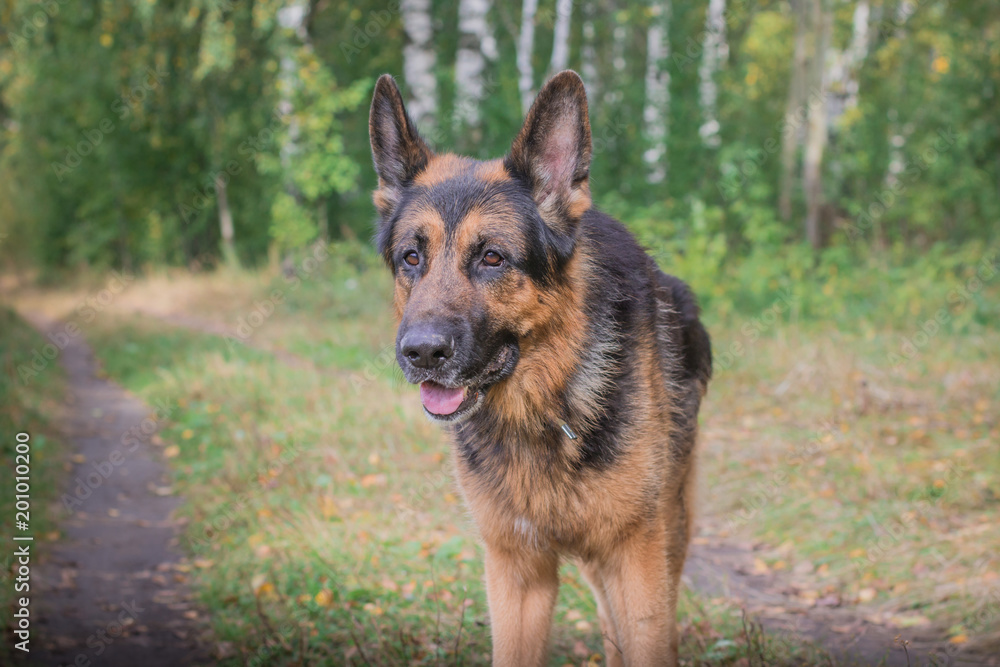 German shepherd dog in sunny autumn