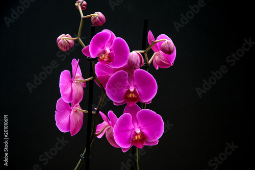 Still life. Orchid with black background.