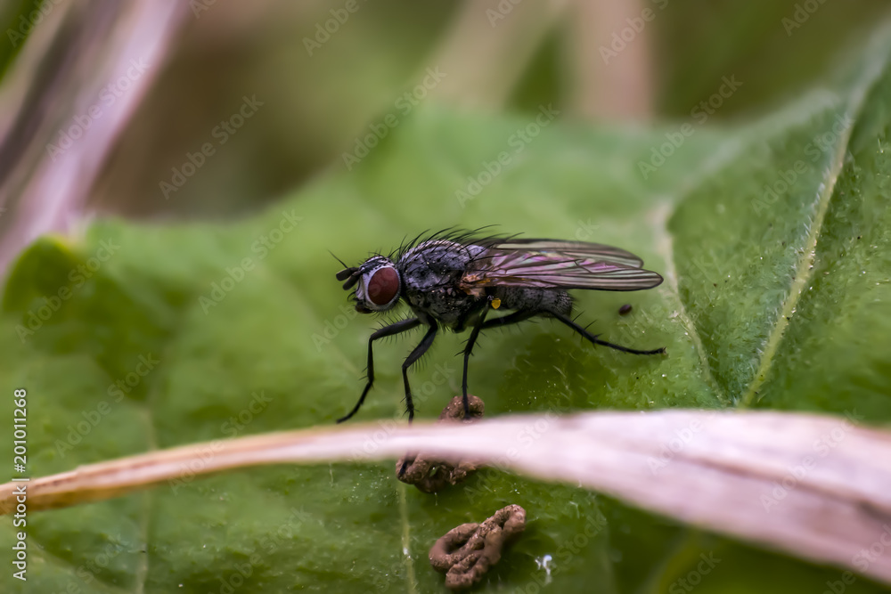 first little fly in spring season first little fly in spring season