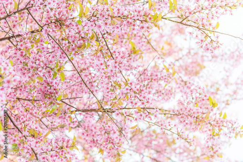 Pink blossoms on the branch with blue sky during spring blooming. Branch with pink sakura blossoms and blue sky background. Blooming cherry tree branches against a cloudy blue sky