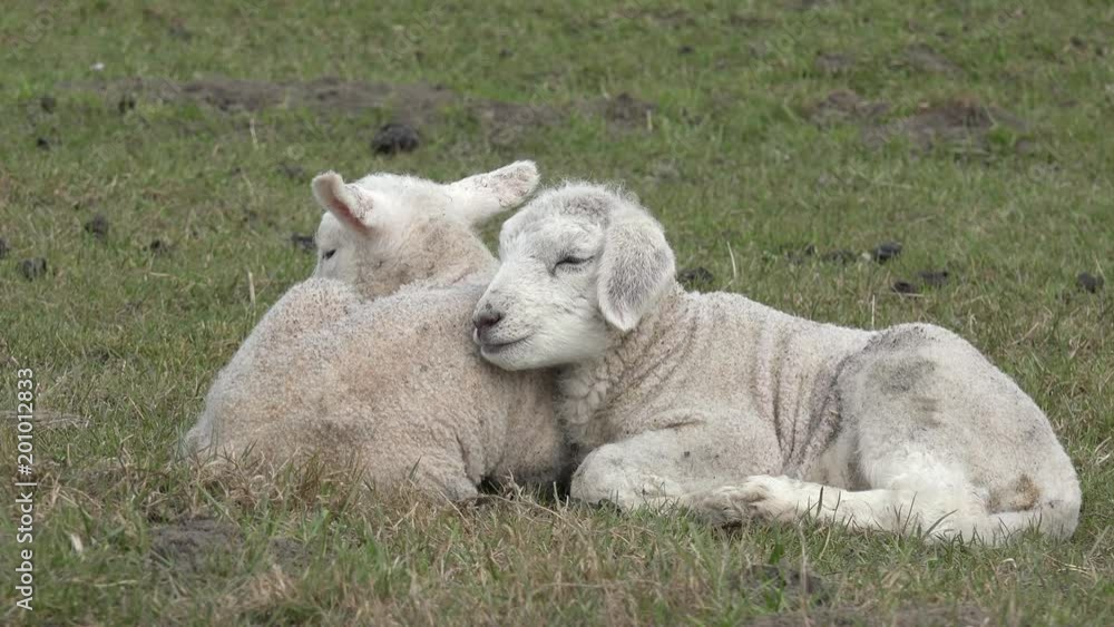two white lambs lying on pasture two white lambs lying on pasture