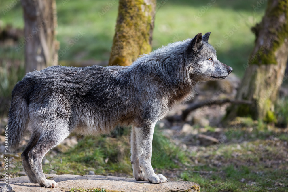 Black Wolf Animal Black Wolf Animal