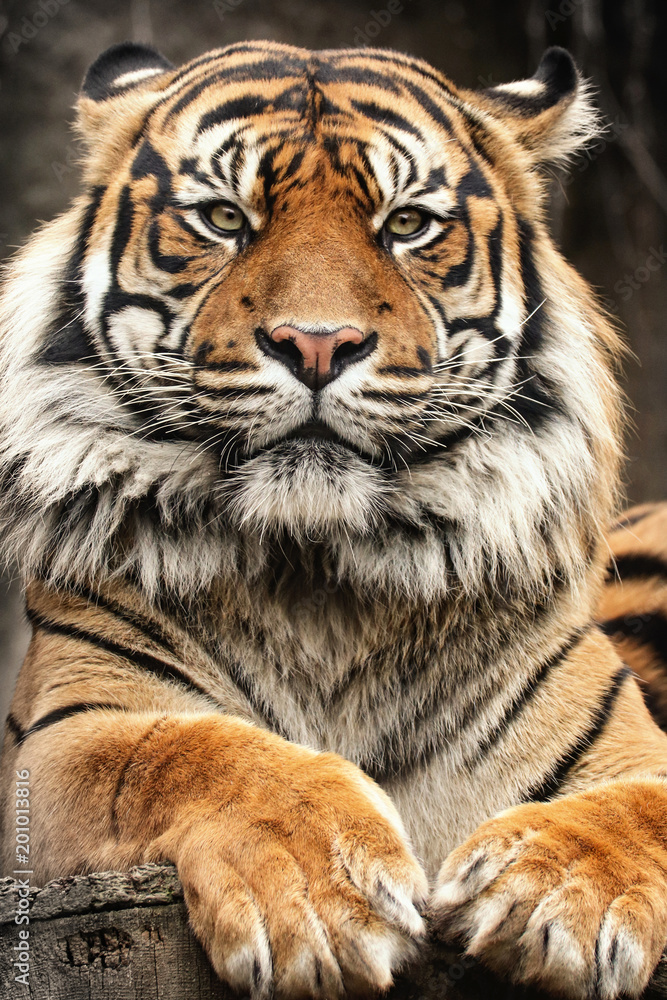 Fototapeta premium Bengous tiger with a beast expression