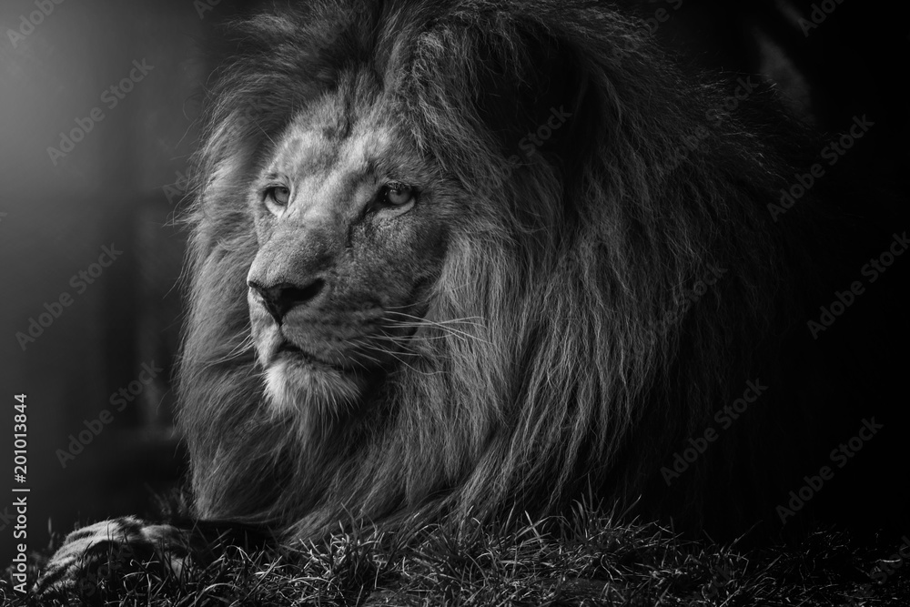 Obraz premium Tajemnica lwa
