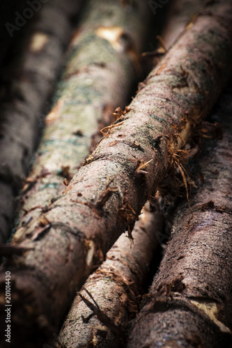 Fotografie detail wooden spruce trunk