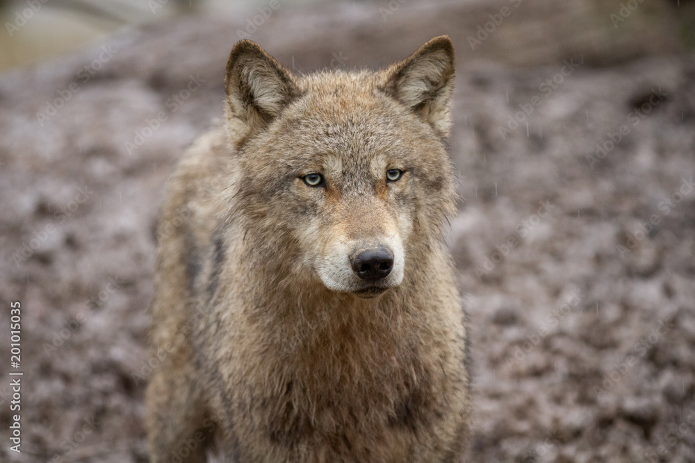 Obraz premium Grey Wolf Animal