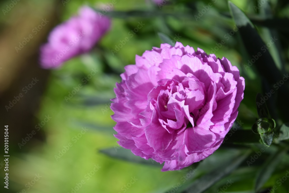 Carnation purple on natural background