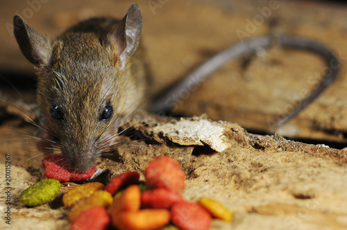 Rat pilfer eat feed, front view with eye contact. Horizontal color image.