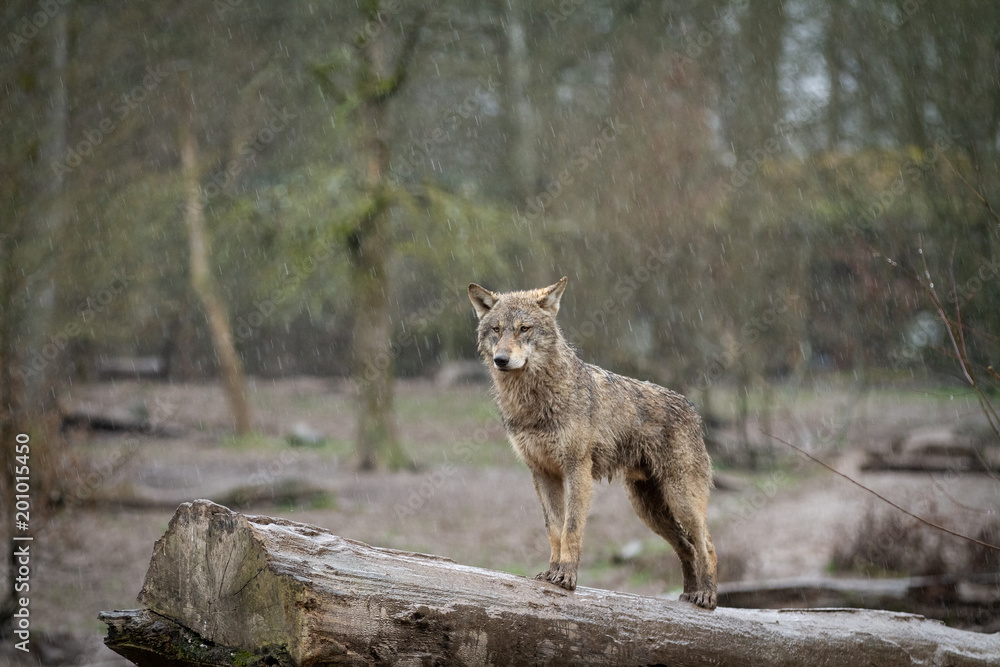 Fototapeta premium Grey Wolf Animal