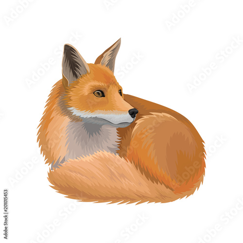 Red lying fox wild northern forest animal vector Illustration on a white background