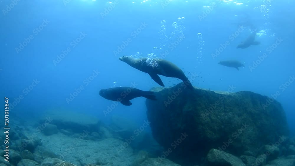 Californian sea lion (Zalophus californianus) swimming and playing in the reefs of los islotes in Espiritu Santo island at La paz,. Baja California Sur,Mexico. Californian sea lion (Zalophus californianus) swimming and playing in the reefs of los islotes in Espiritu Santo island at La paz,. Baja California Sur,Mexico.