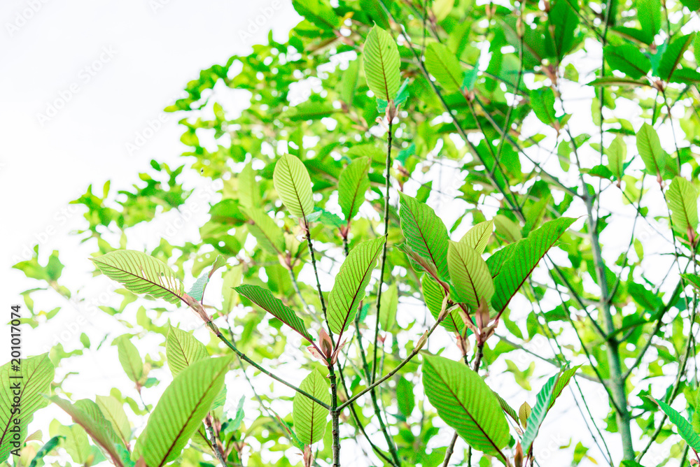 Obraz premium Mitragyna speciosa Korth. Located in the family Rubiaceae. The leaves eaten as a drug It is a medicinal plant and is addictive. Isolated this has clipping path with weather background.