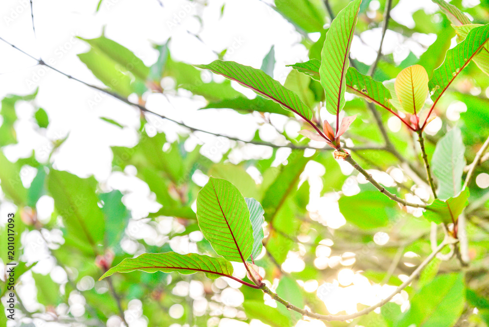 Obraz premium Mitragyna speciosa Korth. Located in the family Rubiaceae. The leaves eaten as a drug It is a medicinal plant and is addictive. Isolated this has clipping path with weather background.