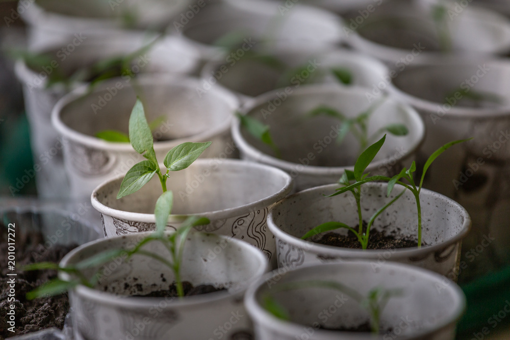 Spring seedlings. Young shoots. Saplings in plastic cups. Small pepper plants Spring seedlings. Young shoots. Saplings in plastic cups. Small pepper plants