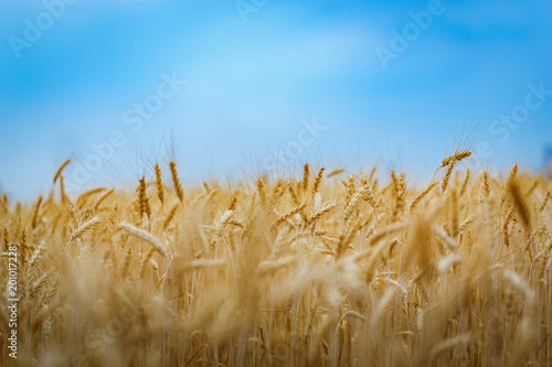 Gold wheat field in bright blue sky