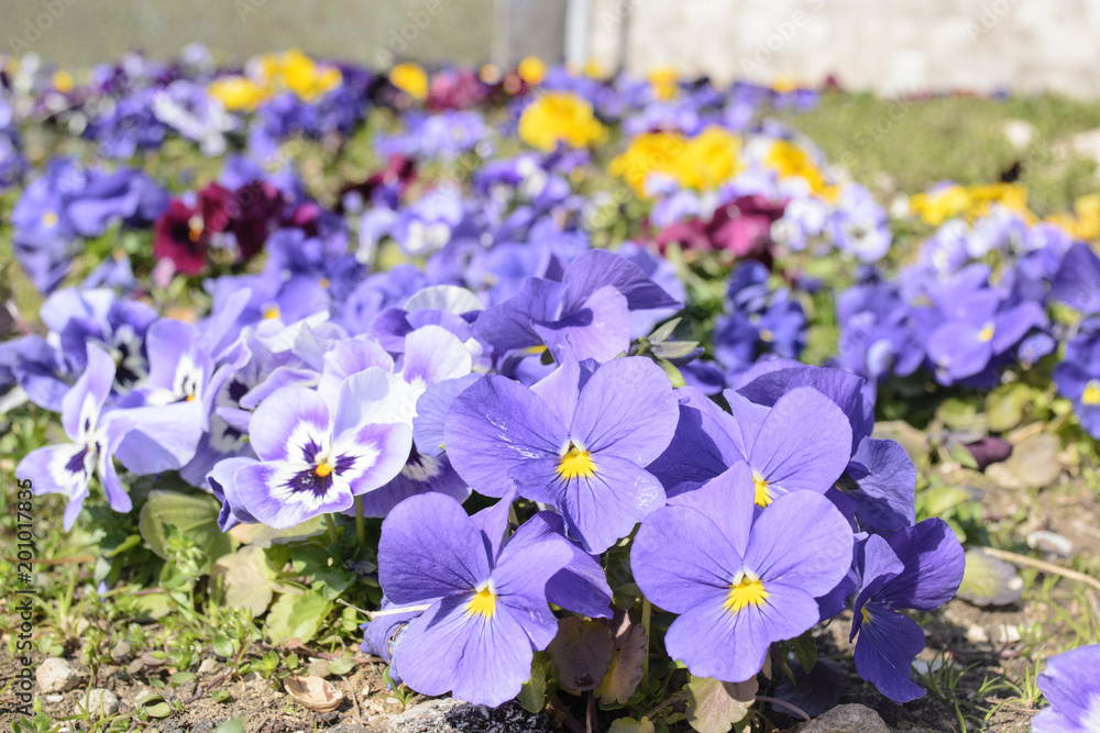 Bunny pansies of different colors grow on the flowerbed Bunny pansies of different colors grow on the flowerbed