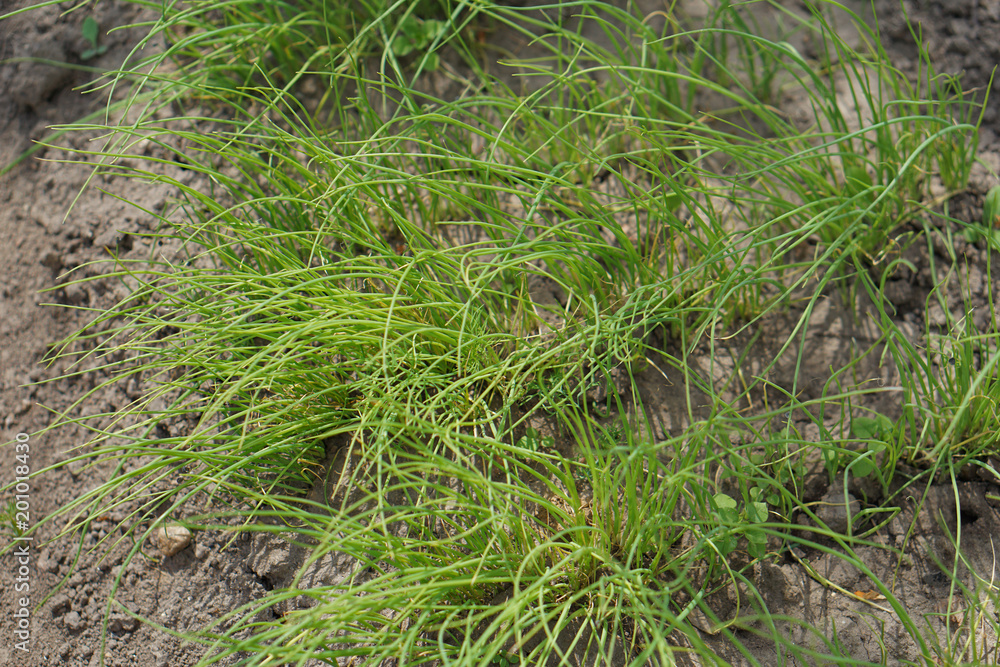 green leaves of onion. Organic food. green leaves of onion. Organic food.