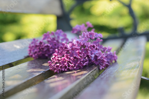 On a wooden bench lies a branch of a dark lilac