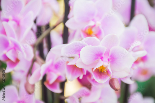 Beautiful soft pink and violet or Phalaenopsis  orchid,tropical flower with small petals  plant growing and blooming in green house in spring season to show to tourist, postcard idea concept photo