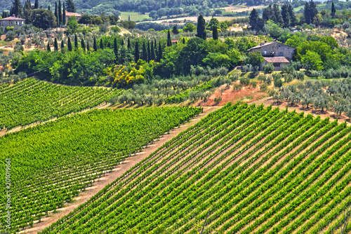 Vineyards near the city of San Gimignano  Tuscany  Italy