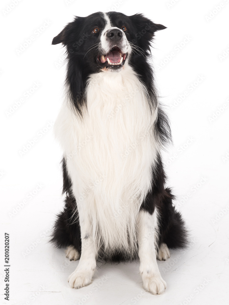 Collie