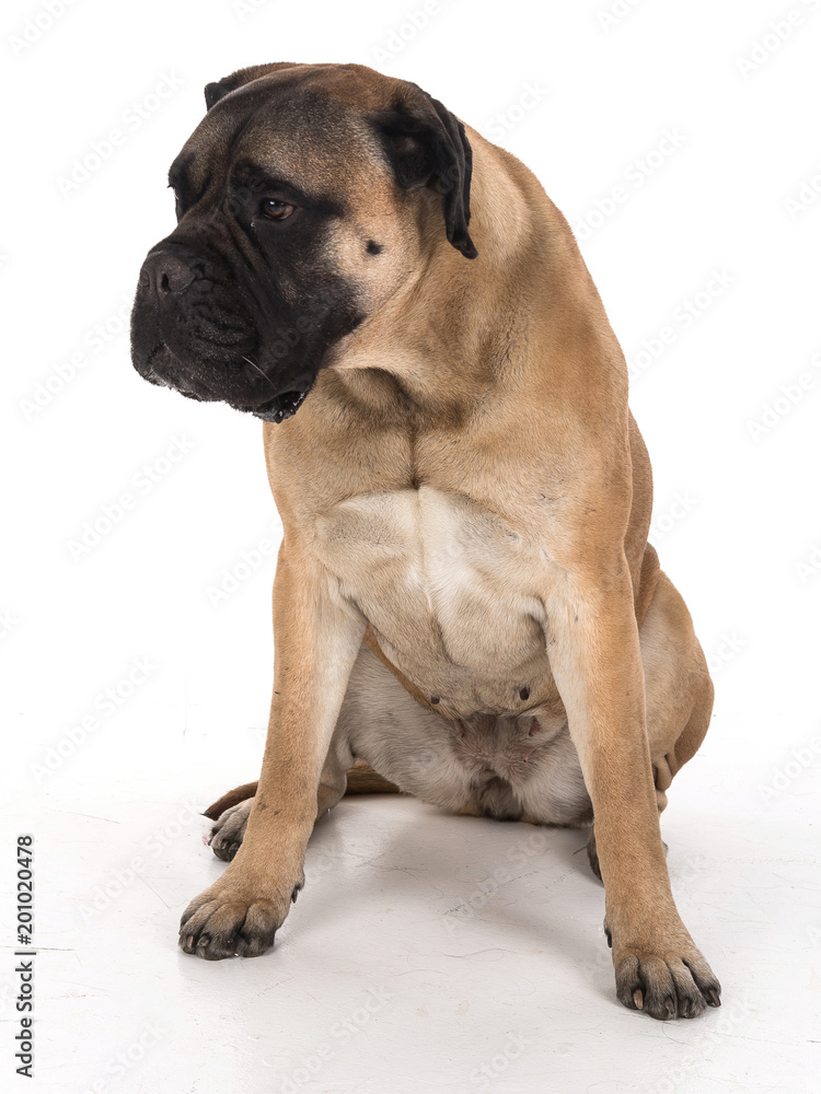 Obraz premium Bullmastiff