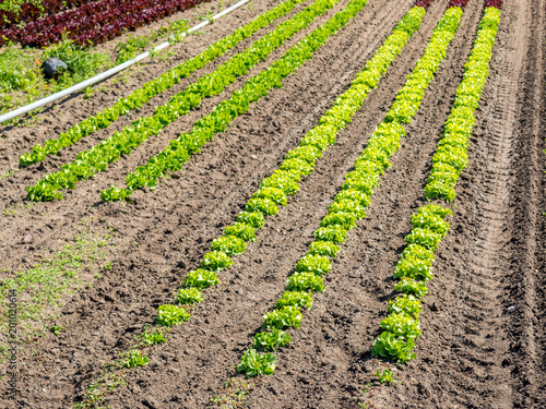 frisches Salatfeld im Frühling