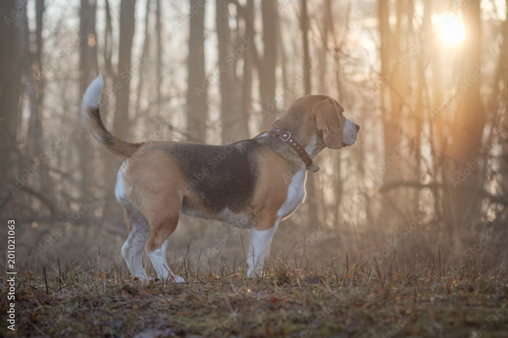 Beagle dog on a walk in the fog