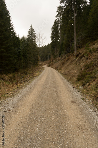 Pista de tierra que discurre entre un bosque de pinos.