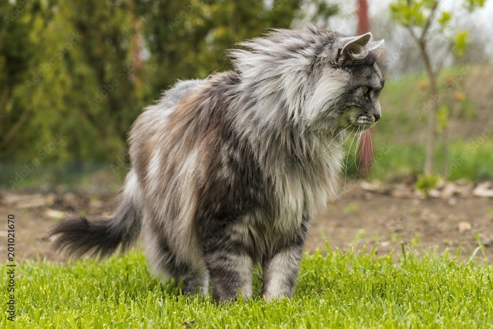 beautiful coon in nature in spring beautiful coon in nature in spring