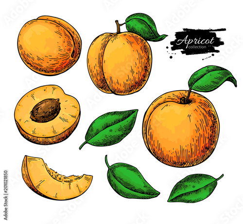 Apricot vector drawing set. Hand drawn fruit and sliced pieces. Summer food illustration.