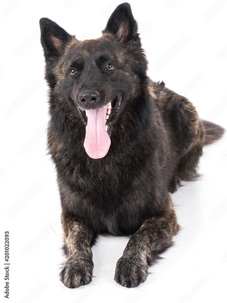 Fototapeta premium Wolf