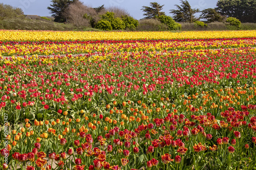 Pointe de la Torche. Culture de tulipes multicolores. Finist  re  Bretagne.  France