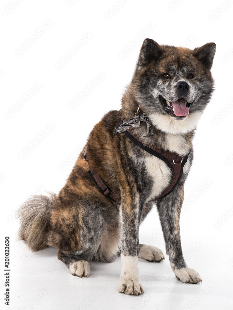 akita inu akita inu
