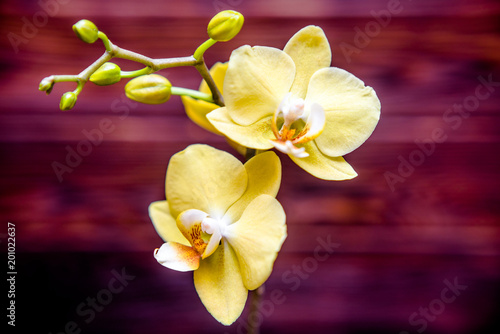 Branch of a yellow orchid on a brown wooden background 