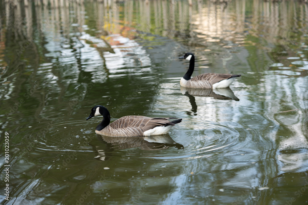 Duck and friends in town Steinhagen, Germany