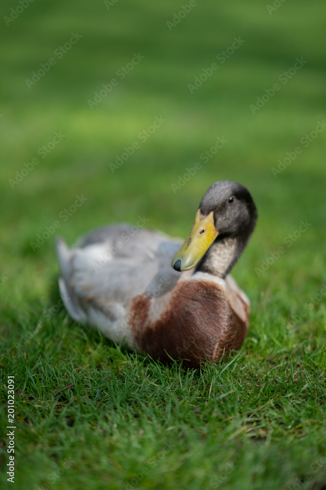 Duck and friends in town Steinhagen, Germany Duck and friends in town Steinhagen, Germany