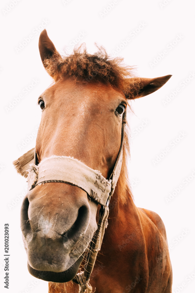 Fototapeta premium Funny Closeup Of Horse - Wide Angle